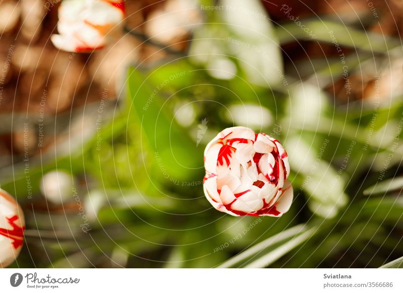 A white-red Tulip blooms against a background of green foliage. Tulip, close-up, top view spring flower tulip day beauty plant nature garden petal floral fresh