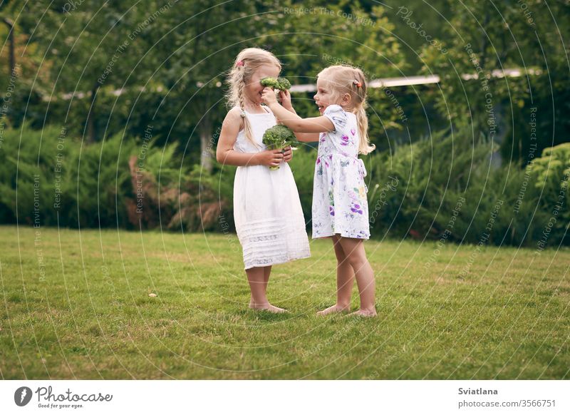 Two little girls in sarafans and pigtails in a green garden are holding broccoli in their hands. They close their eyes, laugh. Healthy food concept, green vegetarian food.