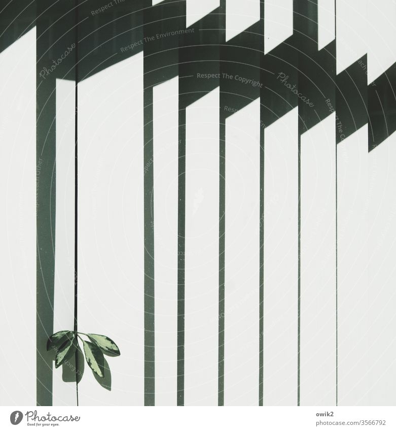 misdemeanour Window Detail Venetian blinds Slat blinds slats Plant leaves office plant peek inquisitorial bold Sunlight Contrast lines Shadow Pattern