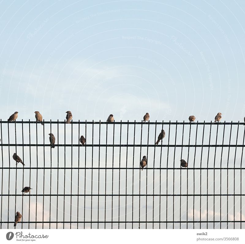 pecking order FenceBorder Grating Metal Metalware seat Arrangement birds Sparrows organization Sit Break chatter tweet chirp Distributed Sky Exterior shot