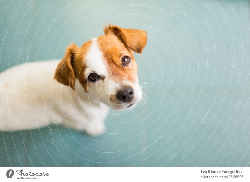 portrait of a cute small dog looking at the camera. Green floor background. Top view. Pets indoors. nose smile waiting isolated mouth happy canine funny one