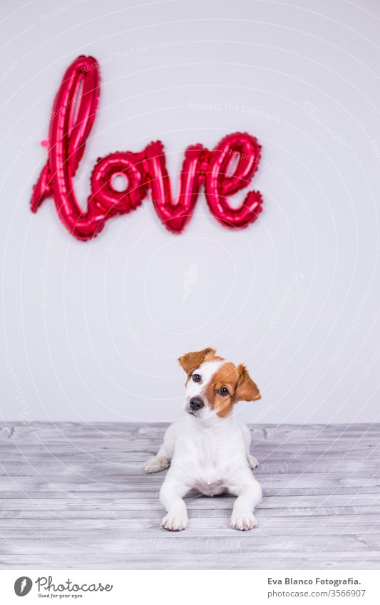 portrait of a young beautiful cute and small dog sitting on a grey table and looking at the camera at home. Love word balloon on the background. LIfestyle and love concept