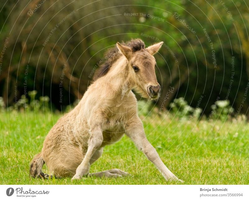 A pretty and cute dun horse foal of an Icelandic horse is trying to get up from the green meadow, very clumsy animal Bangs dun colored grass pelt sun jump