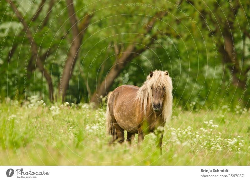 Beautiful pregnant mare with colourful fur in the meadow, waiting for the birth of their foals freedom equine horse beauty nature summer mane grass green animal