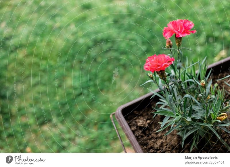 Beautiful red carnation in the flowerpot in the yard background backyard beautiful beauty bloom blooming blossom bright carnations closeup color colorful copy