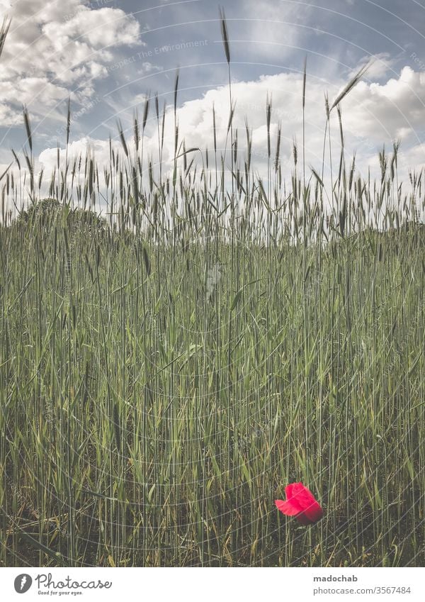 More Nature mountains Poppy flowers Grass Meadow Field Summer Plant bleed Beautiful weather spring Wild plant Blossoming Growth Deserted Exterior shot already