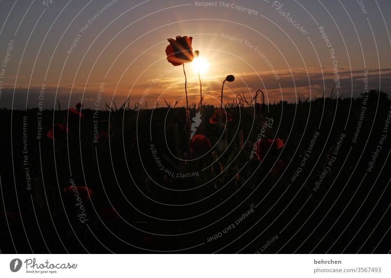 mo(h)nday sunflower poppy flower Evening Landscape Poppy Poppy blossom poppies flowers bleed fragrant Fragrance Summer spring Back-light Sunset Sunlight Field