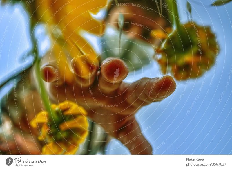 Gardener with mask reaching into a group of yellow flowers in order to pick one of the yellow flowers Yellow Yellowed Yellowness Yellow-orange Yellow-gold Hand