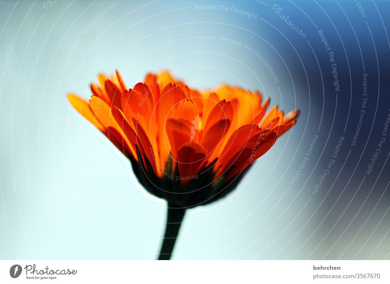 HAPPY BIRTHDAY PHOTOCASE | a flower for the 19th :) Orange Spring blurriness Contrast Light Day Deserted Detail Close-up Exterior shot Hope Colour photo