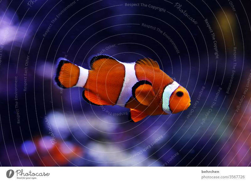 butter to the fishes Coral reef Orange Clown fish flowed Lake Ocean Wild animal Colour photo Underwater photo Animal portrait Deserted Nature Aquarium Dive