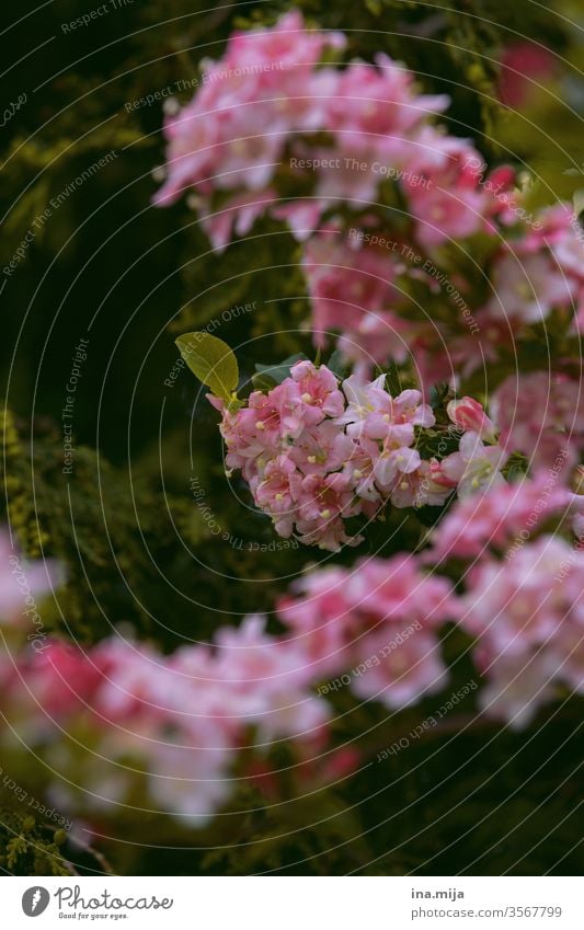 Pink flowers bleed Nature Plant already Blossoming Summer spring Deserted Fragrance Garden blossom Spring flower Spring colours spring flowers Pink colour