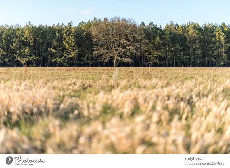 Bare tree in the middle of green trees and a dry meadow alone amazing Background bald bare beautiful beauty branch cloud colorful country countryside ecology