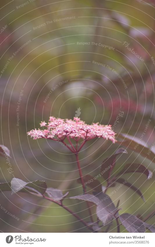 Pink flower of the black elderberry / Sambucus nigra with shallow depth of field Blossom Elderflower Nature shrub Plant foliage fragrant Green red foliage