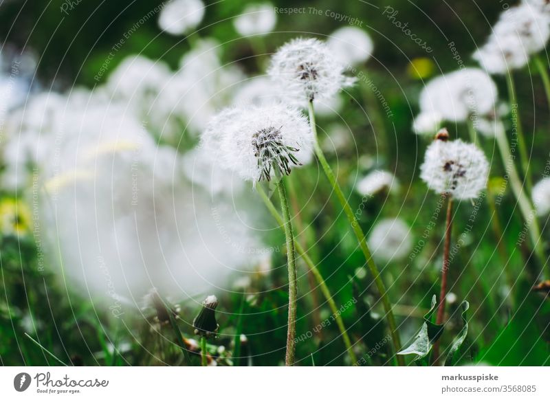 Wild flowers blooming meadow Flower strips Flowering meadow wild flowers Meadow Feed Grass plants silage Agriculture grassland