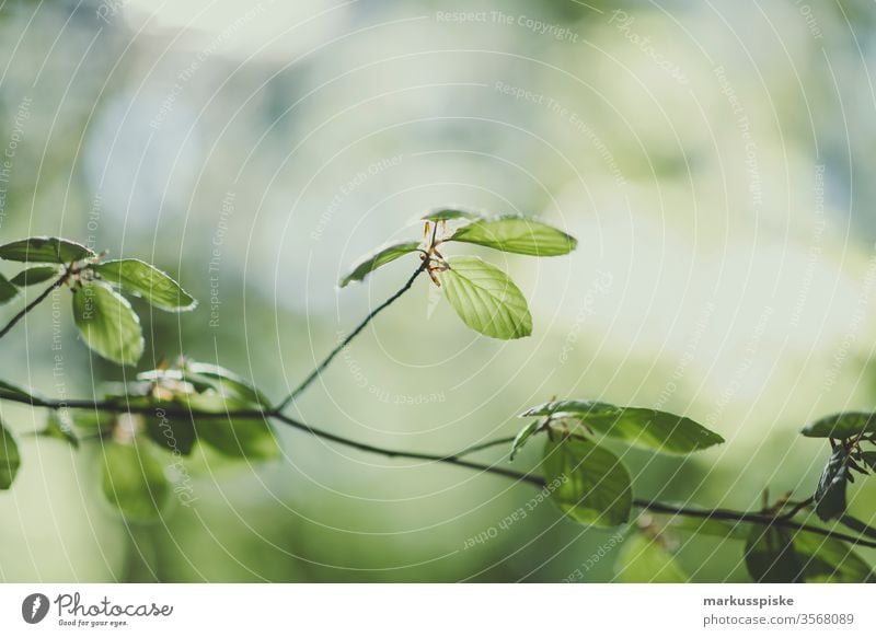 Press in the Gegenlich flaked Back-light Branch bokeh green Summer