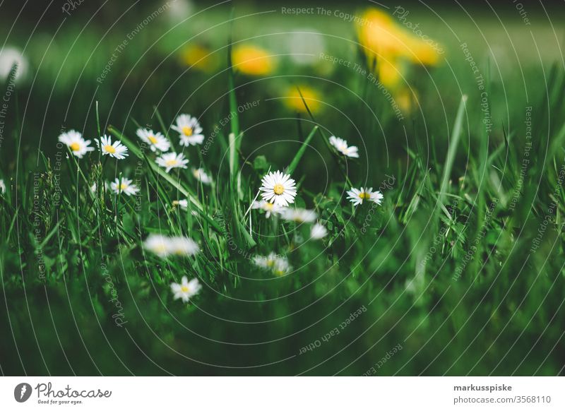 Wild flowers blooming meadow Flower strips Flowering meadow wild flowers Meadow Feed Grass plants silage Agriculture grassland