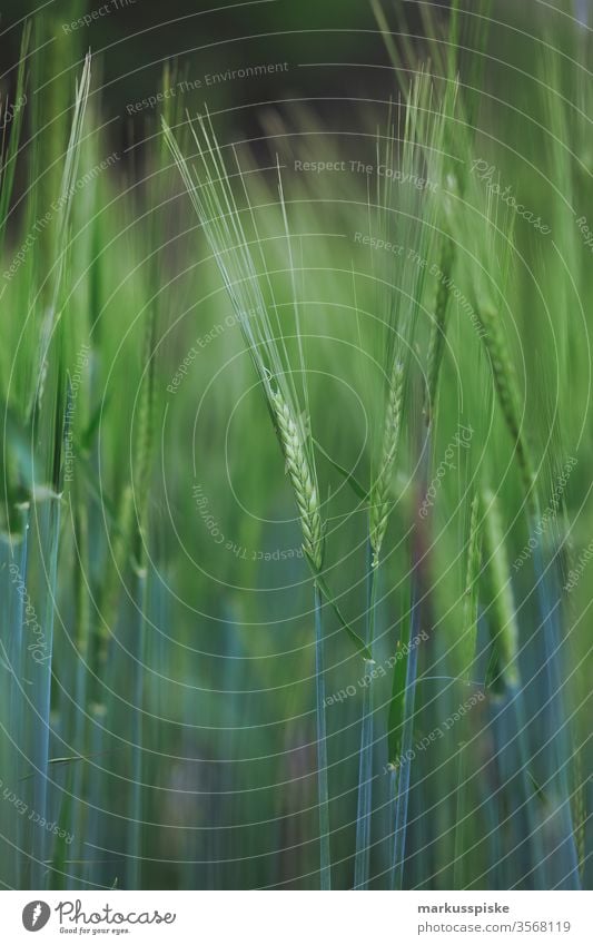 Organic wheat grain field Dry Drought drought Earth Agriculture agricultural area Wheat Wheatfield Wheat ear