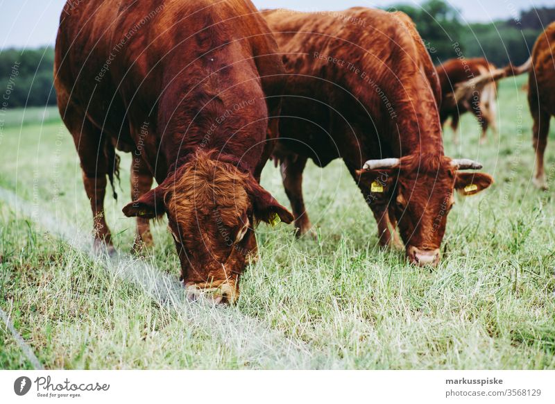 Bull with cow in the pasture chill Willow tree weiderind Feed Grass To feed animal welfare Pole