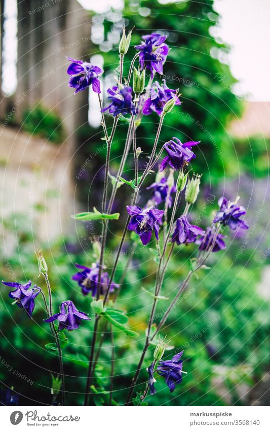 Garden flowers in purple Flower meadow Summer