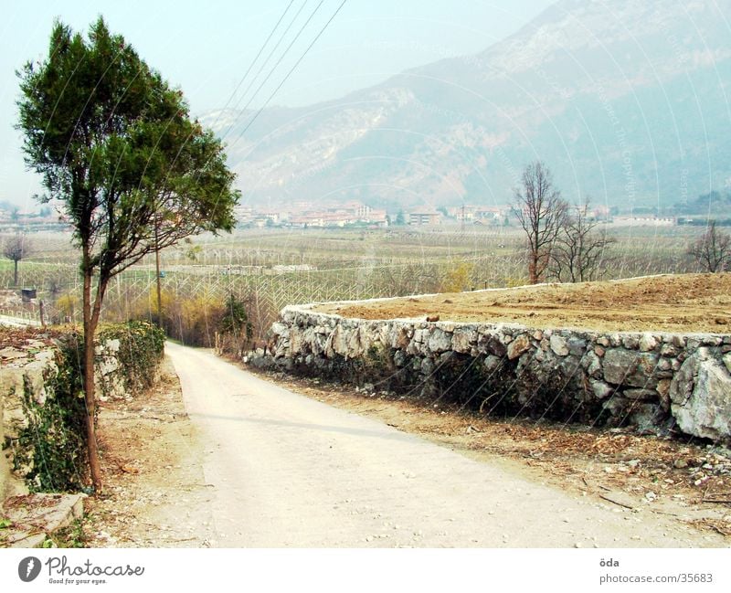 A way into the unknown Tree Stone wall Footpath Lanes & trails Street Tracks