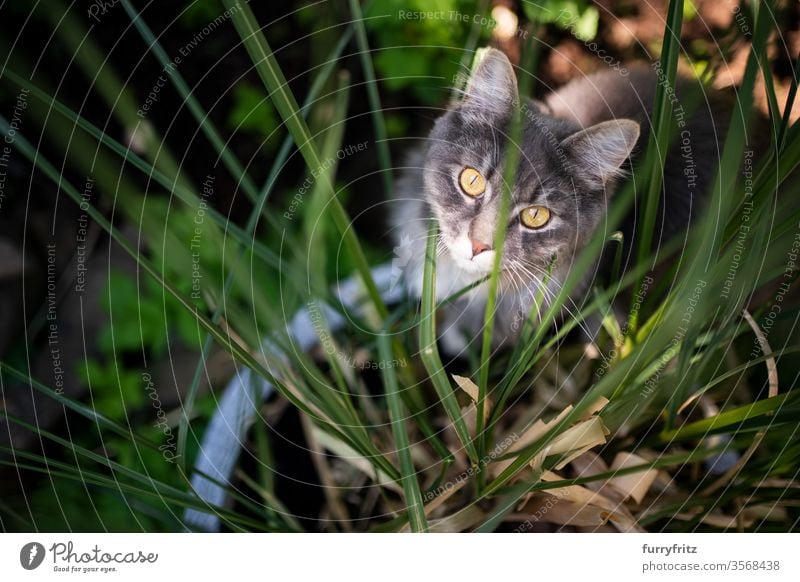 curious Maine Coon cat in a flower pot with pampas grass Cat pets purebred cat Longhaired cat maine coon cat White blue blotched Outdoors Nature Botany plants