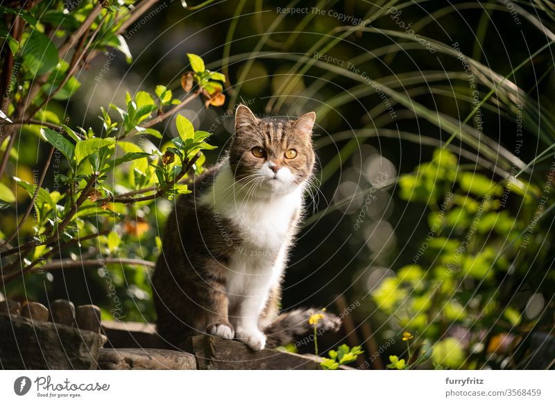 Portrait of a british shorthair cat in a beautiful garden Cat pets purebred cat British Shorthair tabby White Nature Botany plants Garden Front or backyard