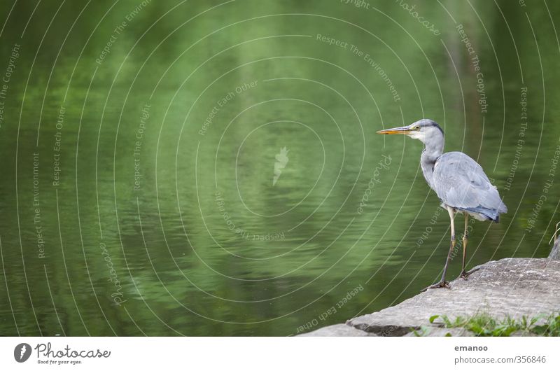 waterfowl Nature Landscape Animal Water Rock Coast Lakeside Pond River Bird Wing 1 Catch Looking Stand Wait Large Gray Green Endurance Heron Grey heron To feed