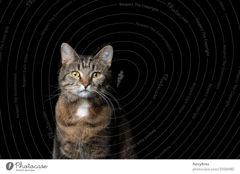 Mottled shorthair cat on black background Cat pets tabby shorthaired cat Studio shot Isolated Copy Space feline Pelt portrait look into the camera One animal