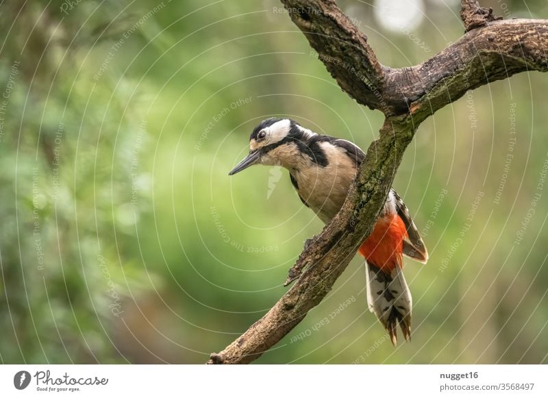 spotted woodpecker on a branch Spotted woodpecker Colour photo birds Exterior shot Animal Nature Animal portrait Wild animal 1 Environment Deserted Forest tree