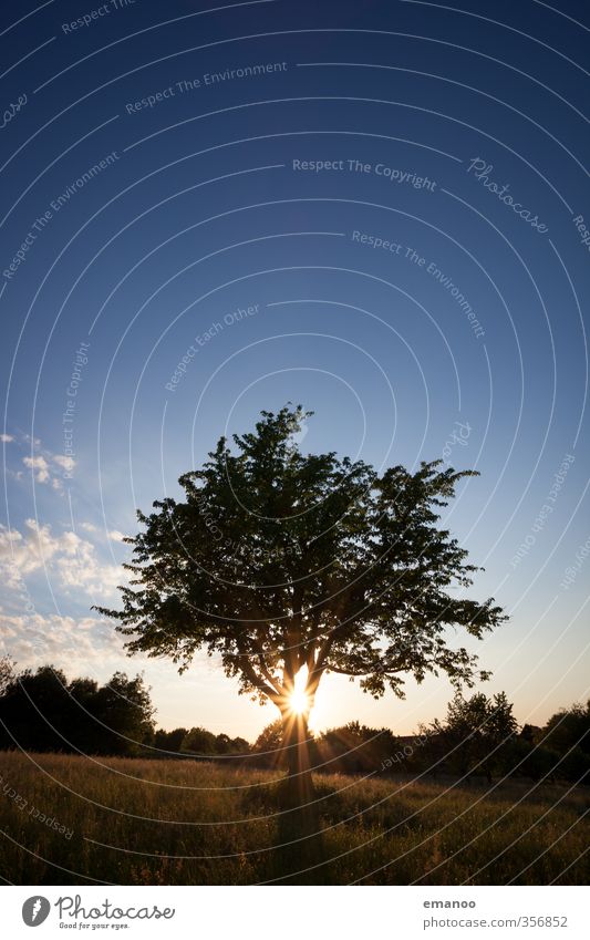 evening meal tree Lifestyle Relaxation Calm Leisure and hobbies Vacation & Travel Trip Summer vacation Hiking Nature Landscape Plant Sky Climate Weather Tree