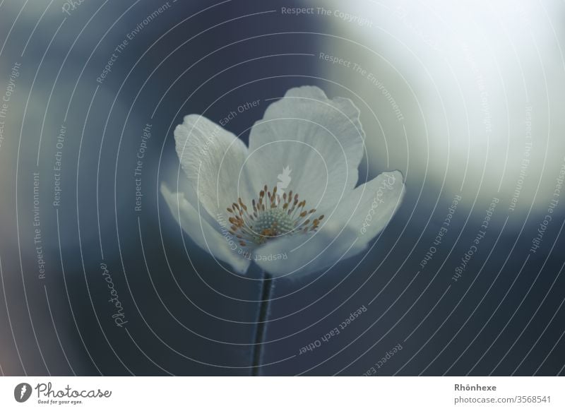 A small single flower against the light bleed Individual Back-light Macro (Extreme close-up) Copy Space left Copy Space right Plant Blossoming flowers