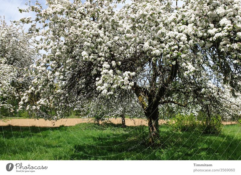 Magnificently blooming trees blossom Splendid abundance White Meadow green Field Brown Sky Blue spring Nature Grass Light Shadow