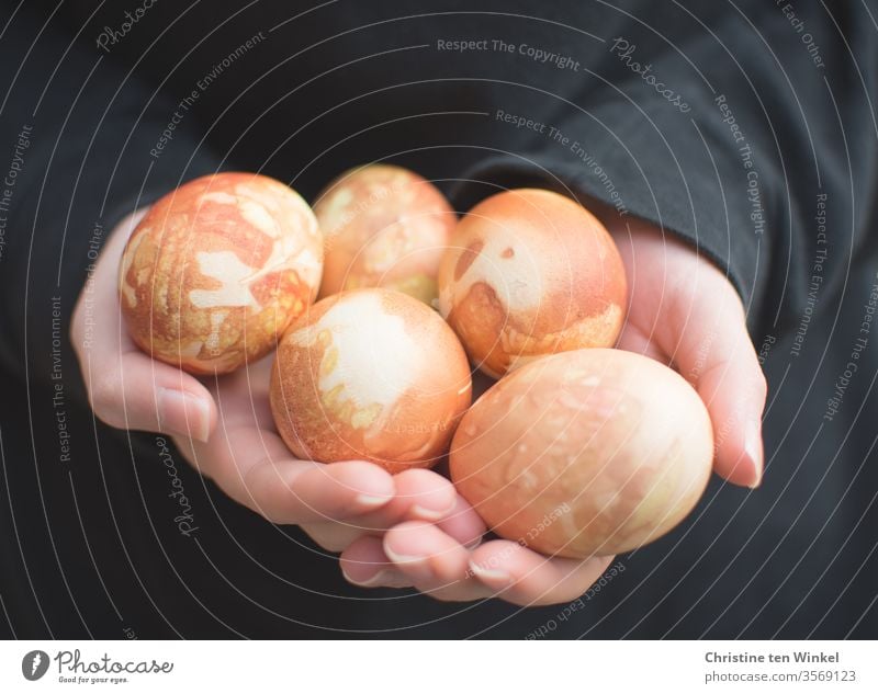 Five hen eggs, dyed with onion skins, in the hands of a young woman Chicken eggs boiled eggs Food Nutrition colored eggs marbled Pattern naturally Easter eggs