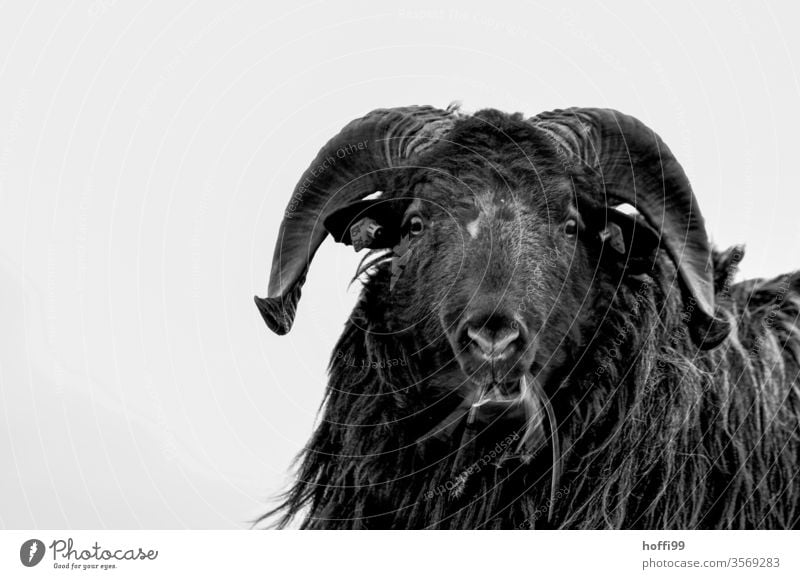 Portrait of a nordic short-tailed sheep Short-tailed sheep Sheep Buck roughy sheep Helgoland Animal portrait Pet Farm animal Black Pelt Wool Meadow Looking 1