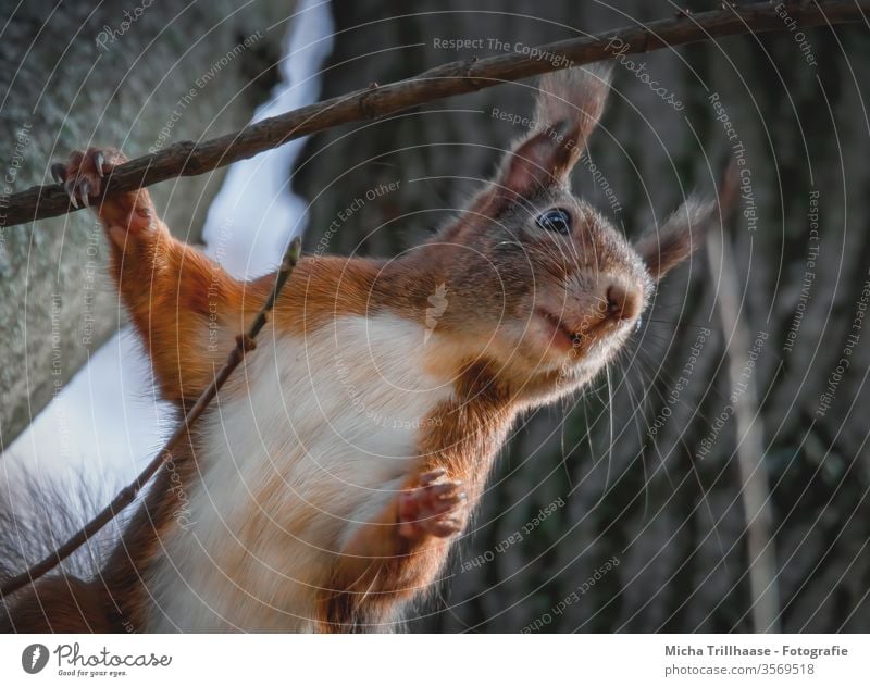 Curious squirrel Squirrel sciurus vulgaris Animal face Head Eyes Muzzle Nose Ear Pelt Paw Claw Rodent Observe Looking Nature Wild animal Tree trunk tree Forest