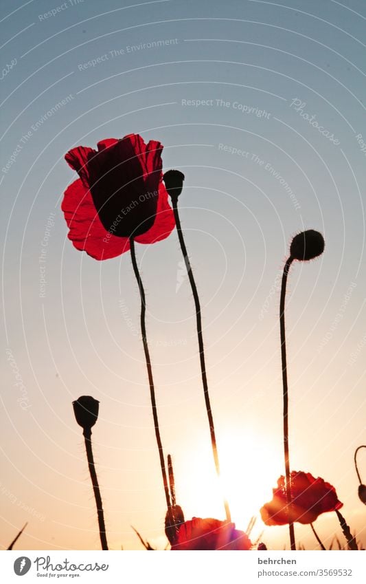 marmot Sunrise Blossom leave Dusk Twilight Sky Deserted Environment Warmth Wild plant Colour photo Exterior shot Poppy field Red Plant Nature beautifully Meadow