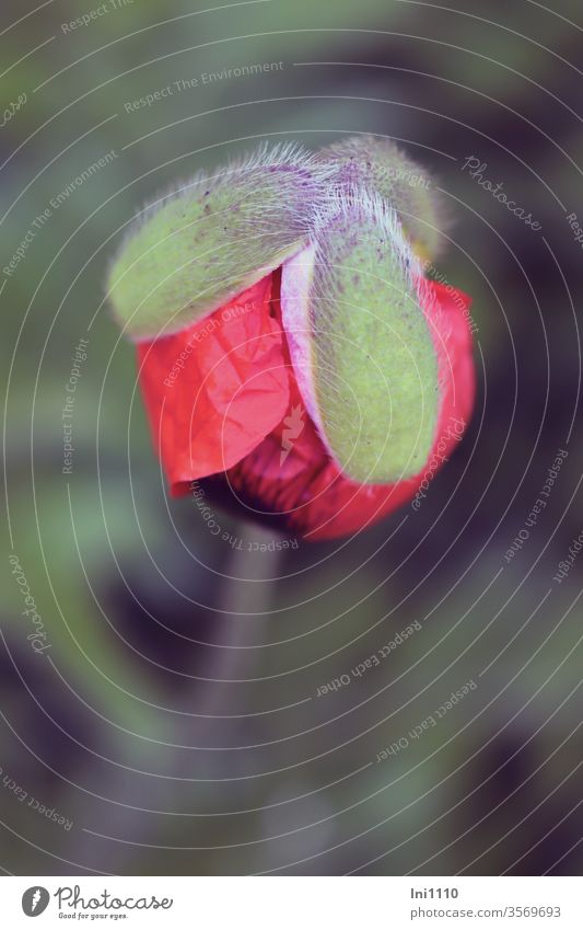 Oriental poppy bud with three hairy sepals Poppy Poppy blossom poppy flower oriental papaver Oriental poppy seed Turkish poppy seed pilous Egg-shaped Red green