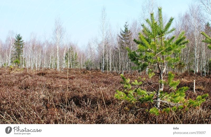 bog tree Tree Bog Marsh Badlands Coniferous trees Small