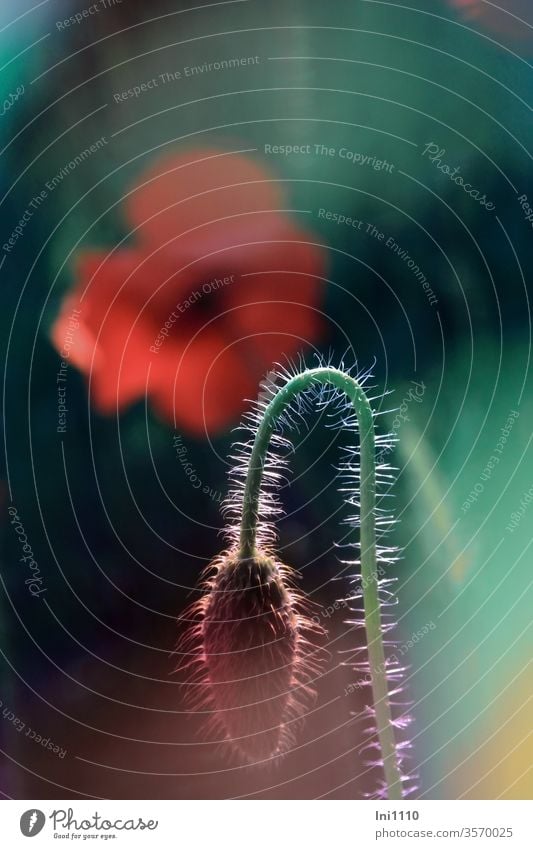 Curved hairy stem of the corn poppy backlit background open poppy flower Back-light Corn poppy Papaver rhoeas bud bleed pilous stalk flexed blurred background