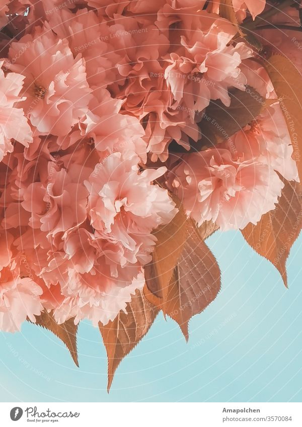 cherry blossoms Cherry blossom Cherry tree Cherry Blossom Festival cherry blossom tree pink Pink pink flower pink flowers pink background Mother's Day Spring