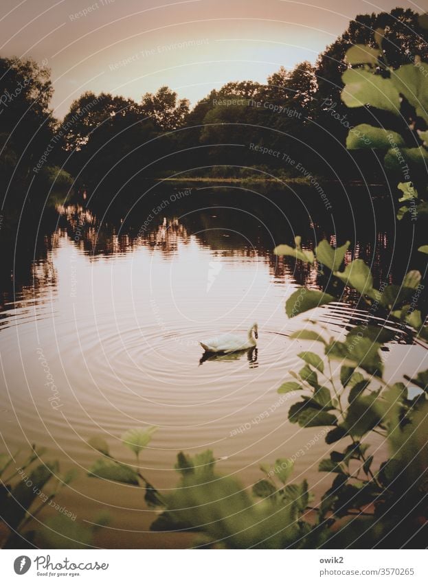 dreamy Lake Swan out Dreamily Evening leaves windless Mysterious huts Water Surface of water Reflection Water reflection Cloudless sky