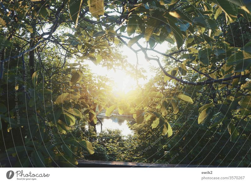 leaf canopy Vienna Park leaves tree Leaf canopy Sun Sunset Back-light Sunlight Illuminate Brilliant Mysterious Deserted Sunbeam Shadow Day Environment Forest