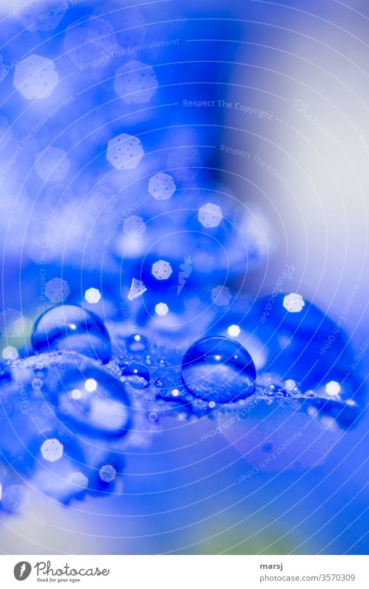 Refreshing drops of water on gentian blossom Gentian Drops of water refreshingly invigorating Blue Macro (Extreme close-up) gentian blue Plant Wild plant