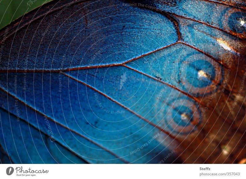 Blue wing of a morpho butterfly blue wing Grand piano Wing pattern butterfly wings flapping blue Morphof age blue wings exotic butterfly Butterfly morphoid age