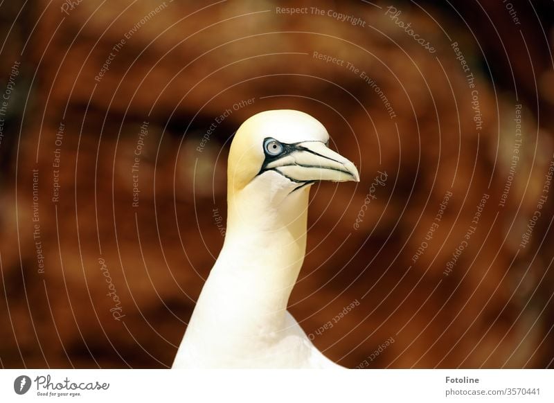 What are you looking at? - or portrait of a gannet on the island of Helgoland Northern gannet birds Animal Nature Colour photo Exterior shot Day Wild animal 1