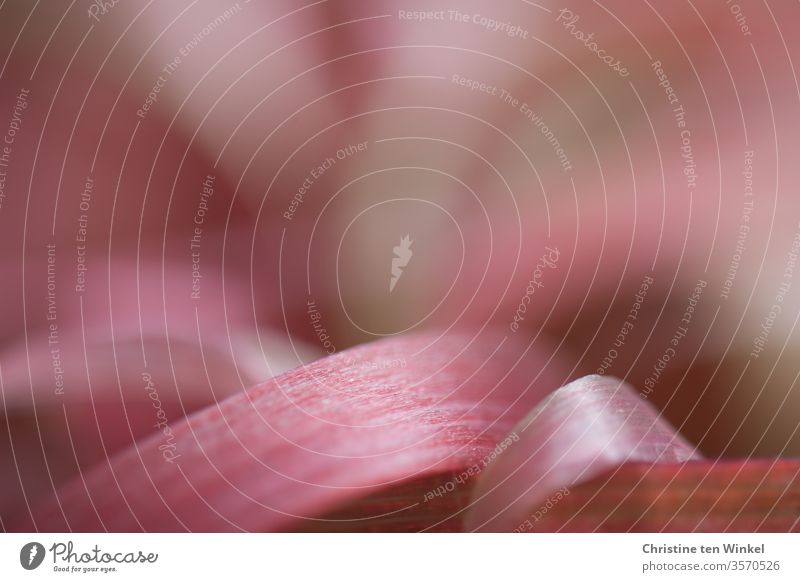 abstract rhubarb shells ...   close-up with shallow depth of field Rhubarb shells fruit bowls waste peeled Abstract Macro (Extreme close-up) abstract background