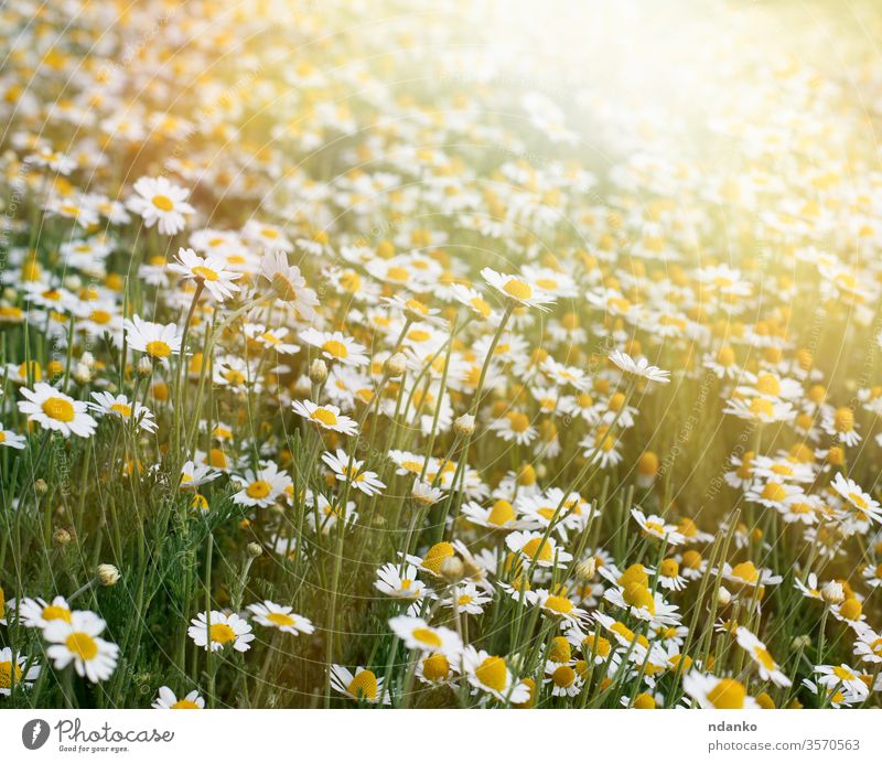 large field with white blooming daisies on a spring day, selective focus light beautiful beauty blossom botany bright bud camomile chamomile color daisy floral