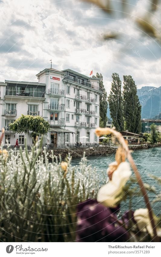 View of a historic house on the river Interlaken Switzerland Tourism River tree Exterior shot Colour photo Deserted Day Vacation & Travel Trip Summer Landscape