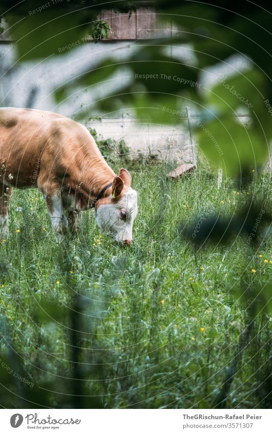 Cow grazing Switzerland Farm animal Animal Exterior shot Colour photo Nature 1 Meadow Pelt Brown Green Farm animals