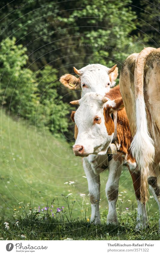 Cows on pasture Switzerland Farm animal Animal Exterior shot Colour photo Nature 1 Meadow Pelt Brown Green Farm animals cows Tails horns eyes three Willow tree